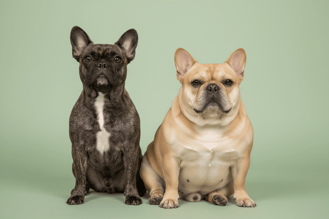 What Size Hoodie Does My Pet Need? (Dog & Cat Size Guide by Breed) - FluffnCo