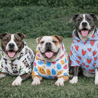 three bully breed dogs wearing printed hoodies