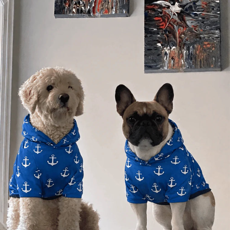 Two dogs wearing blue hoodies with anchor patterns standing indoors.