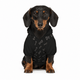 Dog Bone Pattern Pet Hoodie